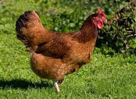 What Does A Rhode Island Red Hen Look Like My Favorite Breed The
