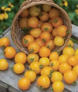 Yellow cherry tomatoes are slightly less acidic than red varieties, and therefore they are somewhat milder and sweeter in flavor. Large Yellow Cherry Tomato! *Heirloom* 20 Seeds! ! COMBINED S/H! | eBay