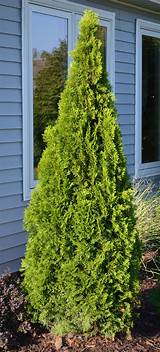 Perfect as a privacy tree, screening tree, buffer tree or windbreak. Emerald Green Arborvitae - Thuga occidentalis 'Smaragd ...