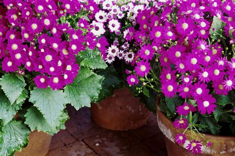 Maybe you would like to learn more about one of these? 8 Best Flowering Container Garden Plants for Sunny Areas