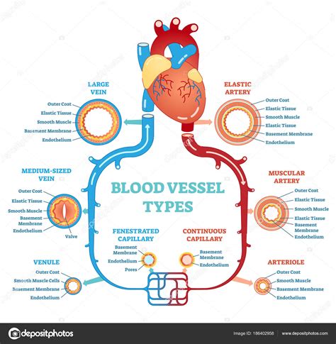 Blood Vessel Types Anatomical Diagram Medical Scheme Circulatory