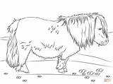 Shetland Pony Coloring Cute Printable sketch template