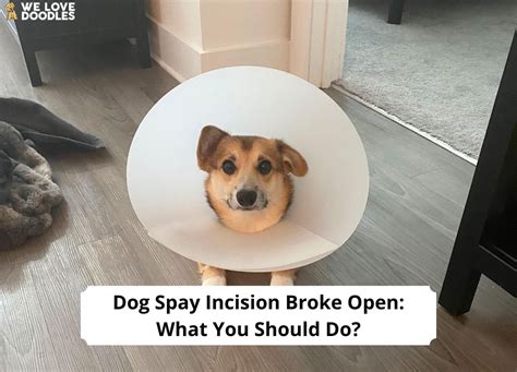 Dog Spay Incision Broke Open What You Should Do 2023 We Love Doodles
