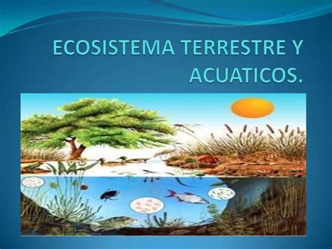 Ecosistema Terrestre Y Acuáticos Ppt