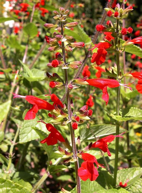 Salvia Coccinea Scarlet Sage Identification Edibility And Plant Care