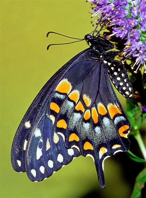 Black Swallowtail Butterfly Photograph By Millard H Sharp