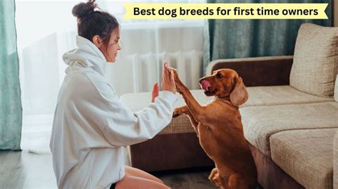 6 Best Dog Breeds For First Time Owners Veterinary Farm