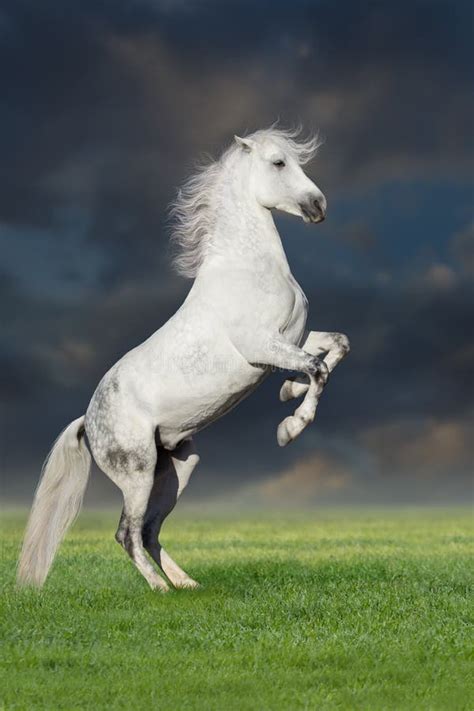 688 White Horse Rearing Photos Free And Royalty Free Stock Photos From
