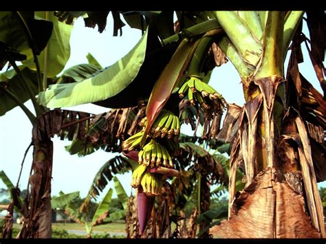 Banana Plants At Fruiting Stages Banana Plants At Fruiting Flickr