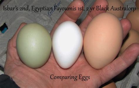 Egyptian Fayoumis Thread Page 7 Backyard Chickens Learn How To