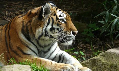 If they are bored, they might adopt some destructive habits. Big Cat Rescue: Tour This Amazing Feline Sanctuary ...