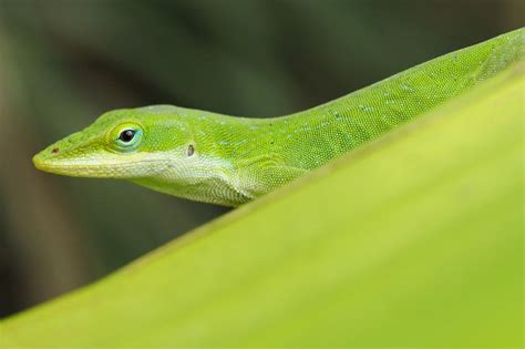 Green Anoles As Pets And How To Take Care Of Them Lovetoknow Pets