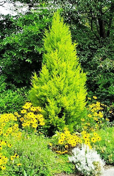 Learn the definition of 'monterey cypress donard gold'. PlantFiles Pictures: Monterey Cypress, Lemon Cypress ...