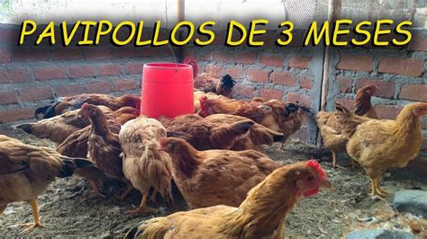 PAVIPOLLOS DE 3 MESES Pollos Criollos Mejorados AVES DE CORRAL YouTube