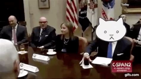 Added 5 years ago anonymously in action gifs. Trump Cat GIFs - Get the best GIF on GIPHY