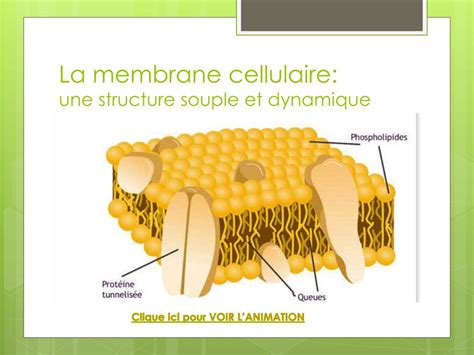 Ppt Membrane Cellulaire Powerpoint Presentation Free Download Id