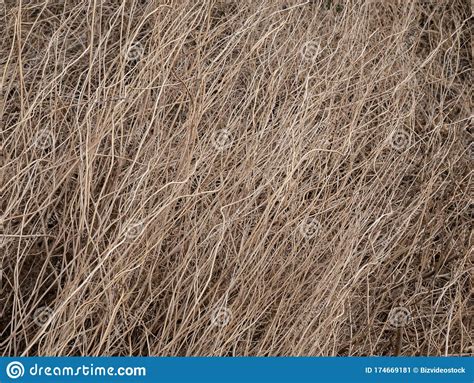 Dried Hay Texture Dry Yelow Grass Old Yelow Grass Surface Stock