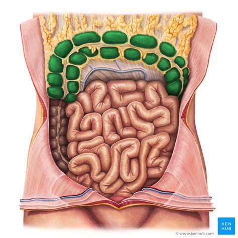 Den übergang vom colon ascendens zum colon transversum bezeichnet man als flexura coli dextra, den übergang vom colon transversum zum colon descendens als flexura coli sinistra. Dickdarm - Anatomie, Abschnitte, Funktion & Histologie ...