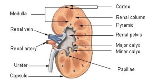 The Urinary System Nephron And Urine Formation Owlcation