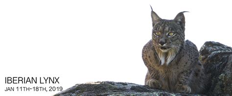 These cats live along rivers and in mangrove swamps in asia, primarily in india, nepal, bangladesh, and sri lanka. Andean Cat Endangered Facts. Andean Mountain Cat Facts ...