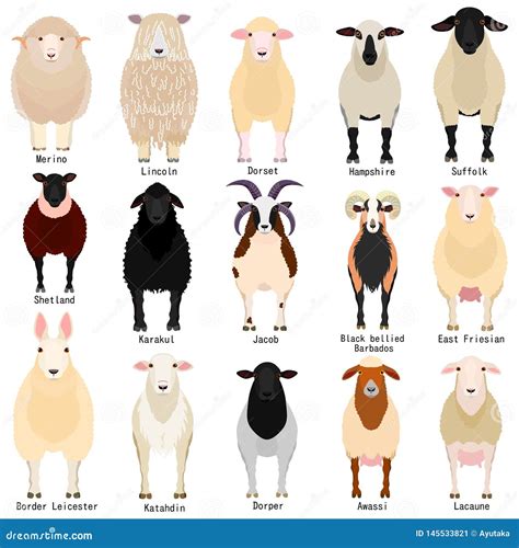Sheep Chart With Breeds Name Stock Vector Illustration Of East
