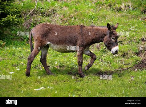 Domestic Donkey Equus Asinus Asinus Standing On A Meadow Germany