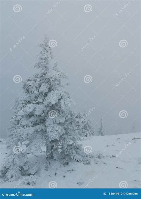 Snow Covered Christmas Tree In The Mountain Fog Stock Photo Image Of