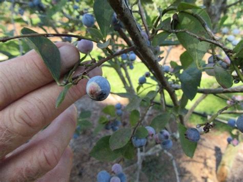 What Are The White Spots On My Blueberries Exobasidium Fruit Spot