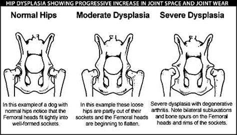Dawgy Love Hip Dysplasia Problems And How To Deal
