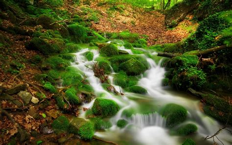 Forest Stream Clear Water Rock Covered With Green Moss Fallen Autumn
