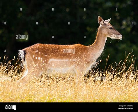 Fallow Deer Stock Photo Alamy