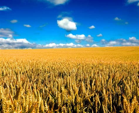 * sin fechar = undated. Spanish Medium Review | Picture quiz, farm, crops, ox