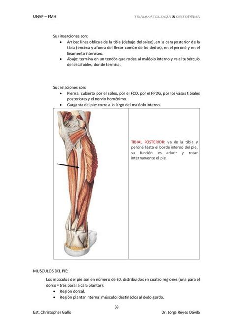 Anatomía De Los Miembros Inferiores Huesos Musculos Vasos Y Nervio