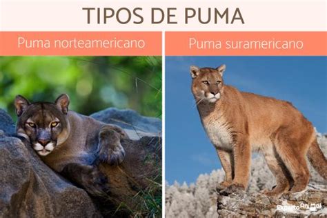 Tipos De Puma Clasificación Características Y Nombres