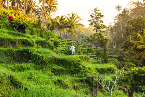 Tegalalang Rice Terrace In Ubud A Guide To Balis Most Beautiful Rice