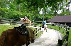 zoo horses riding