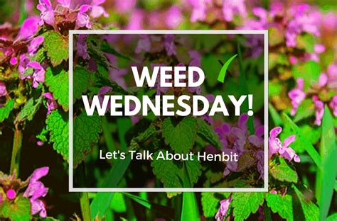 Weed Wednesday Henbit Weed In Lawns Experigreen