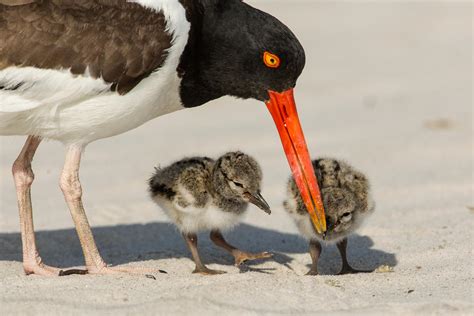 Baby Beach Nesting Birds Suffer After Tropical Storm Cindy Audubon