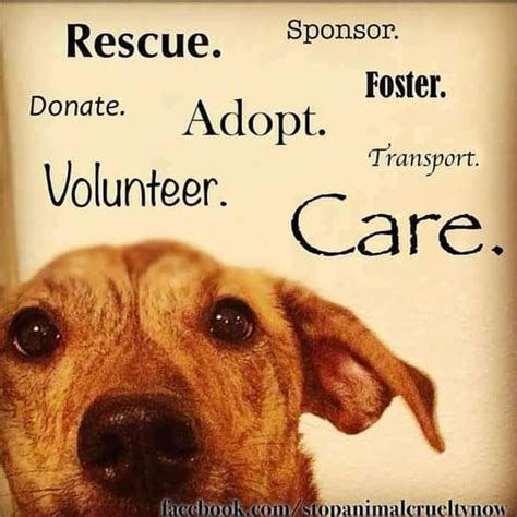 Pin On Animal Rescue Quotes