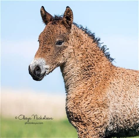 Curly Horse In 2020 Curly Horse Horses Horse Breeds