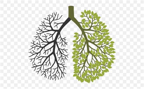 Wow, a tree growing in his lung, now i'm worried ill accidentaly sniff in that seed and have a tree moderator level 57 programmer. Your Lungs Leaf Respiratory System Tree, PNG, 512x512px ...