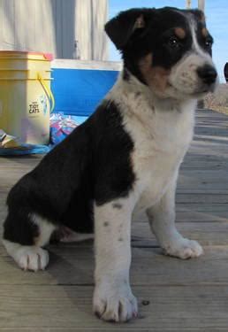 Shipping available world wide with a pet nanny only! Texas Heeler Puppies (Australian Shepherd/Heeler) UPDATED ...