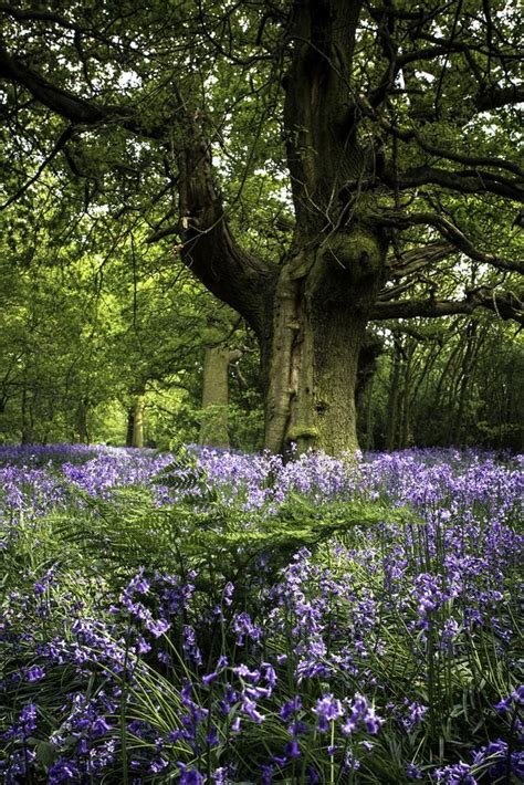 Pin By Iva Conley On ~ Bluebell Woods ~ Beautiful Nature Bluebells