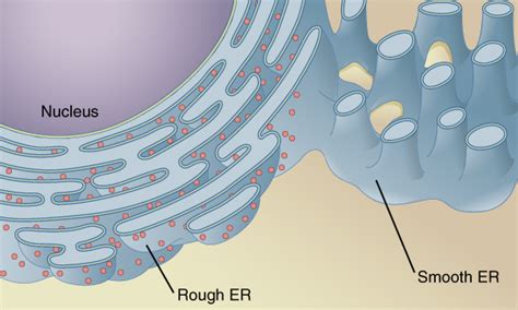 Animal cell rough endoplasmic reticulum function. File:0313 Endoplasmic Reticulum a en.png - Wikimedia Commons