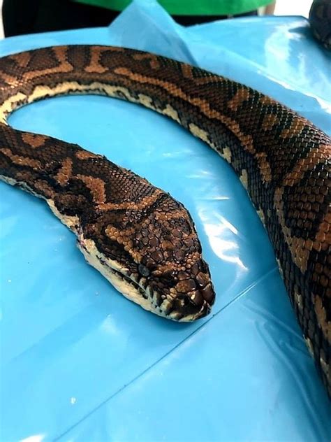 Australian Snake Catchers Rescue Python Covered With 500 Ticks India