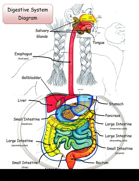 The Digestive System Diagram Labeled
