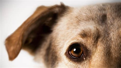 Ear Cysts In Dogs Symptoms Causes And Treatments