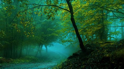 Wallpaper Spring Forest Pathway Fog 4k Nature 4027