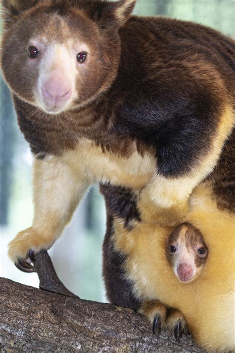 Tree Kangaroo Joey Makes Itself Known At Zoo Miami Zooborns