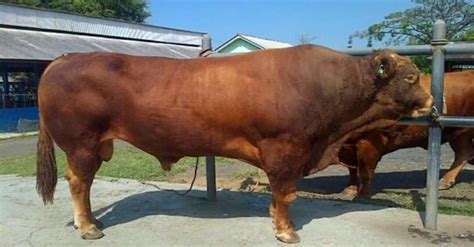 Sapi kurban presiden dan gubernur merupakan hasil program ib. Sapi Kurban Jokowi, Limousin dan Simmental Favorit Para ...